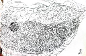 Physalis, encre